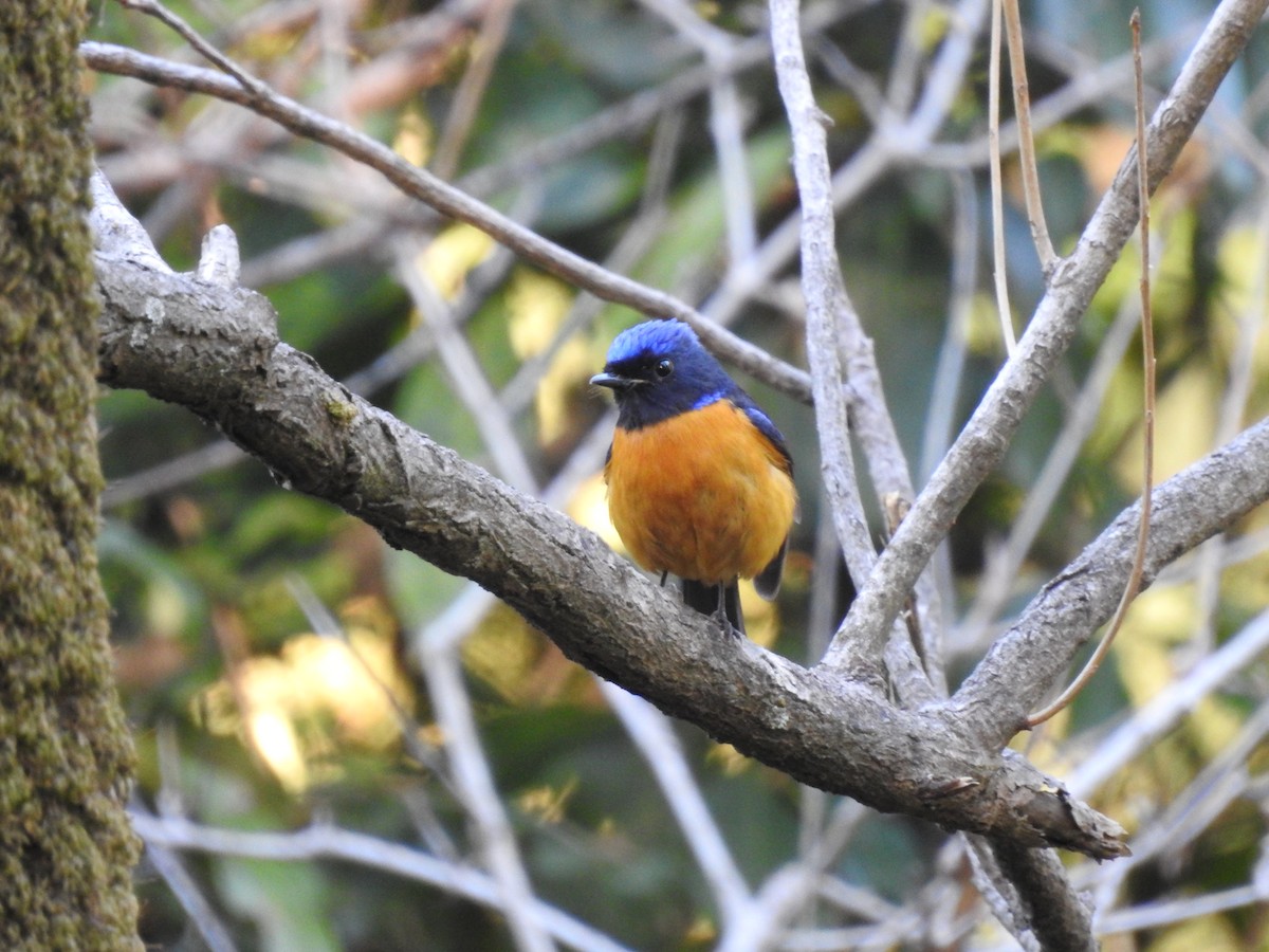 Rufous-bellied Niltava - ML632603998