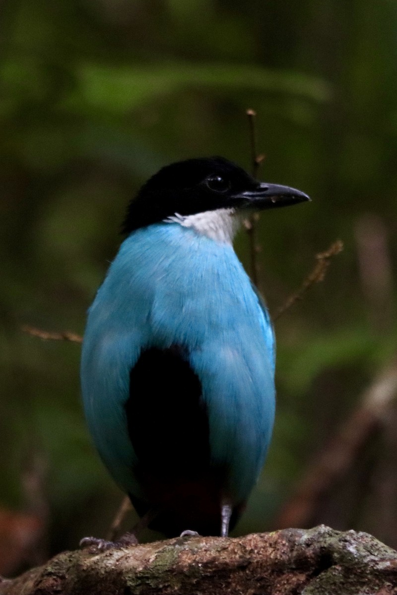 Azure-breasted Pitta - ML632604007