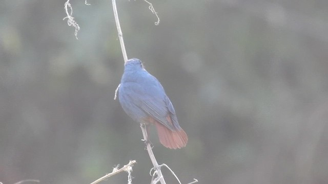 Plumbeous Redstart - ML632604016