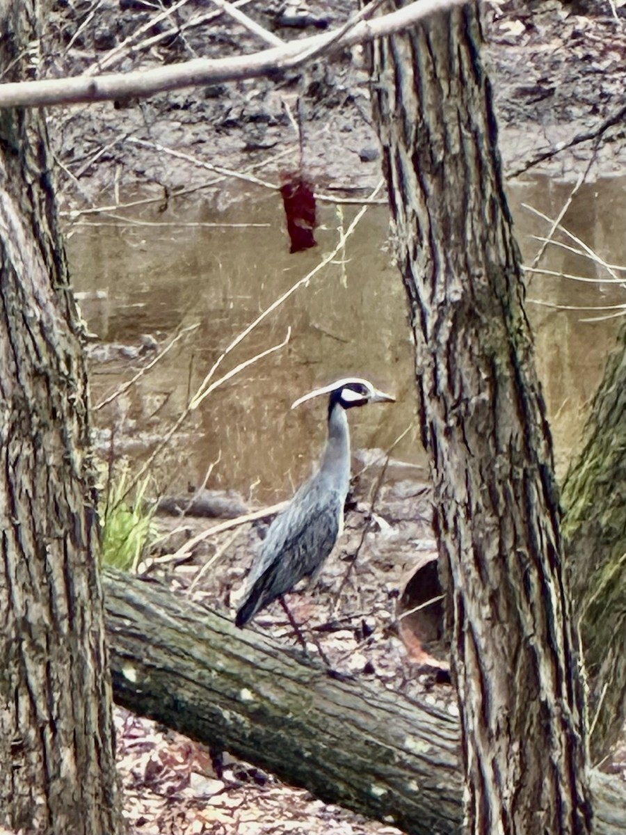 Yellow-crowned Night Heron - ML632604098