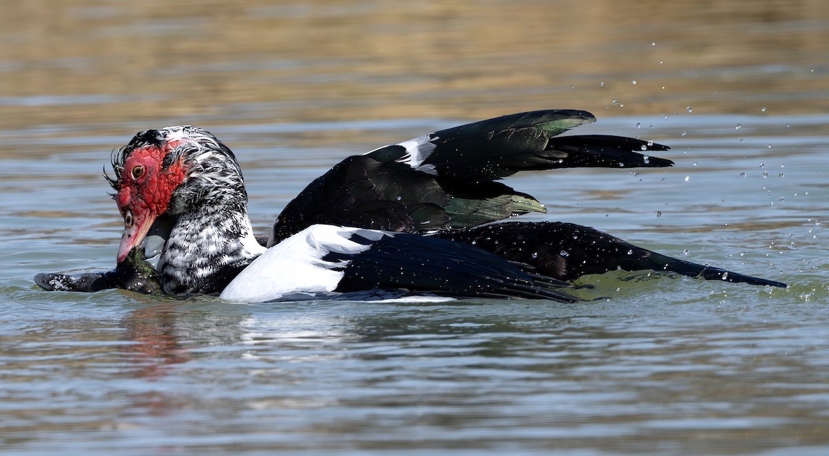 Moschusente (domestiziert) - ML632604191