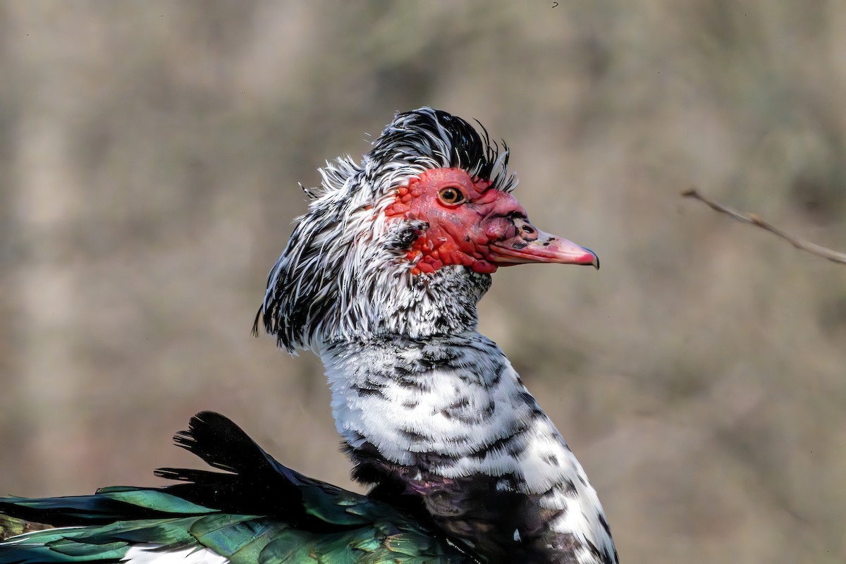 Moschusente (domestiziert) - ML632604192