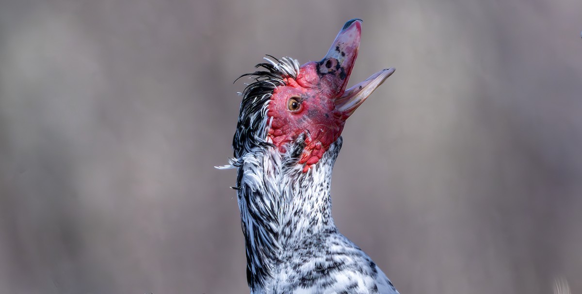 Moschusente (domestiziert) - ML632604227