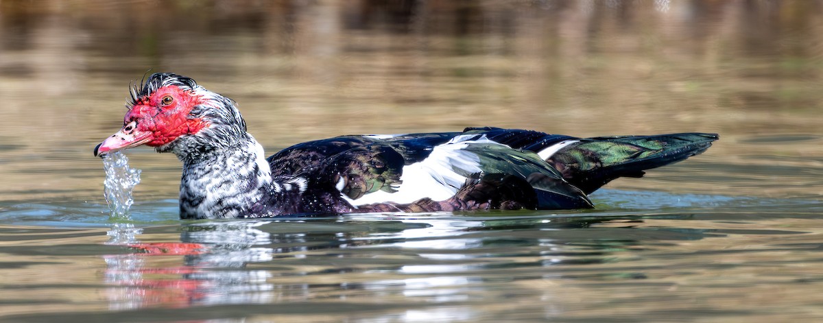 Moschusente (domestiziert) - ML632604234