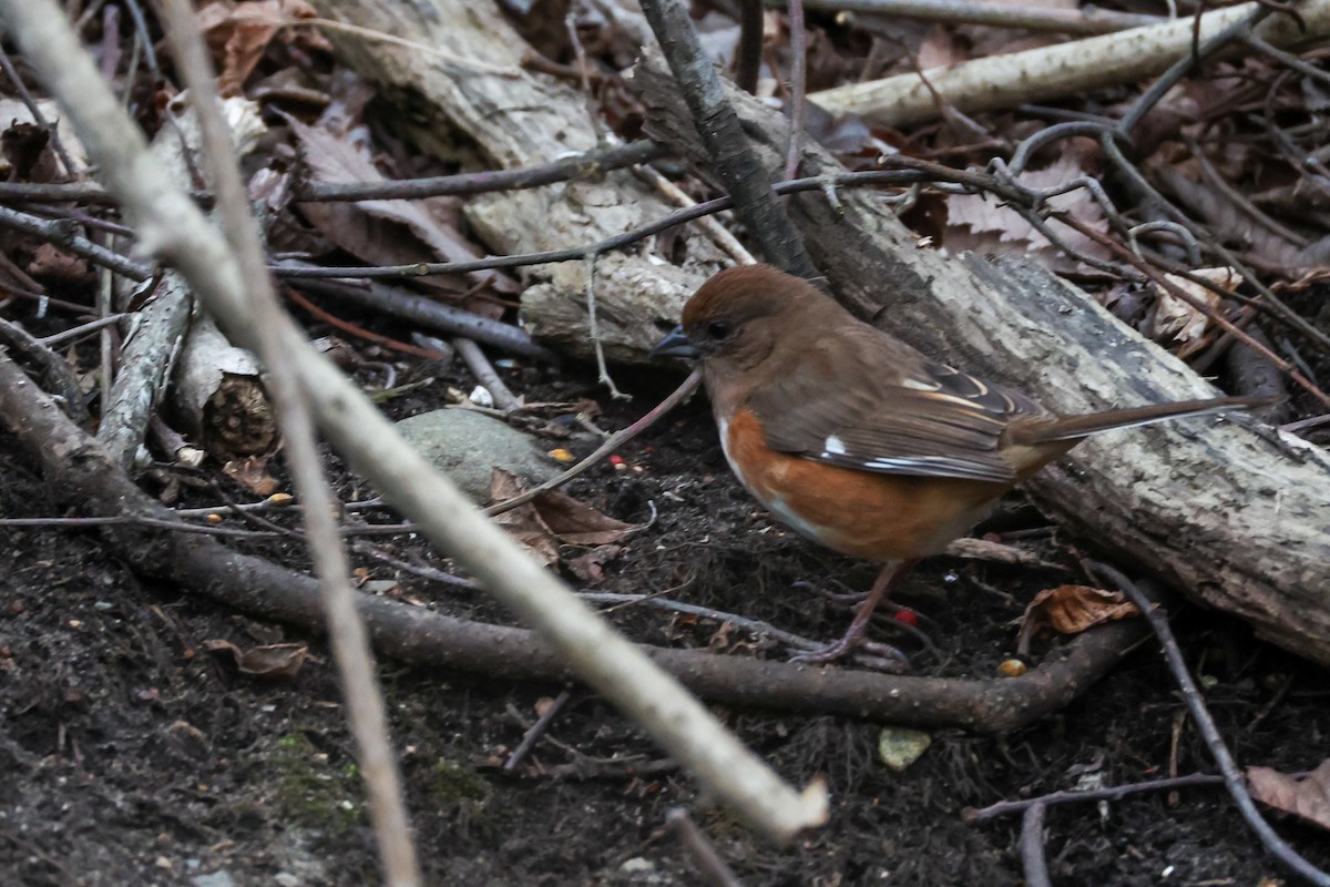 Eastern Towhee - ML632604249