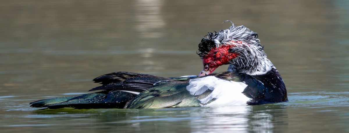 Moschusente (domestiziert) - ML632604253