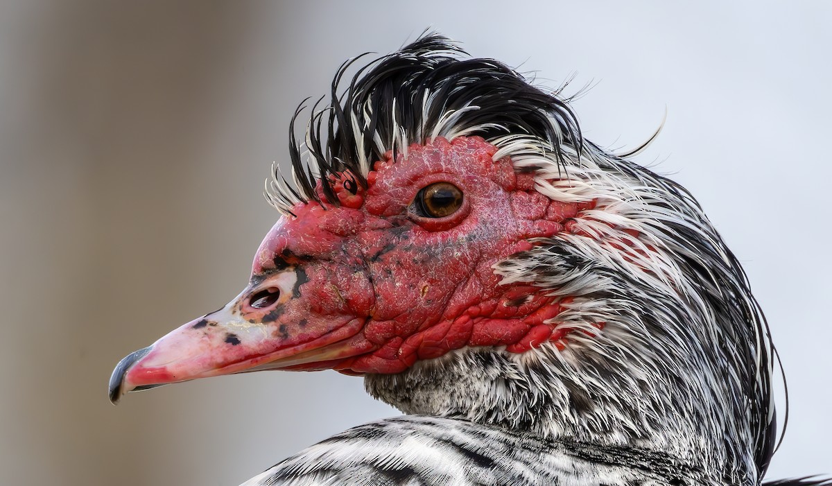 Moschusente (domestiziert) - ML632604270