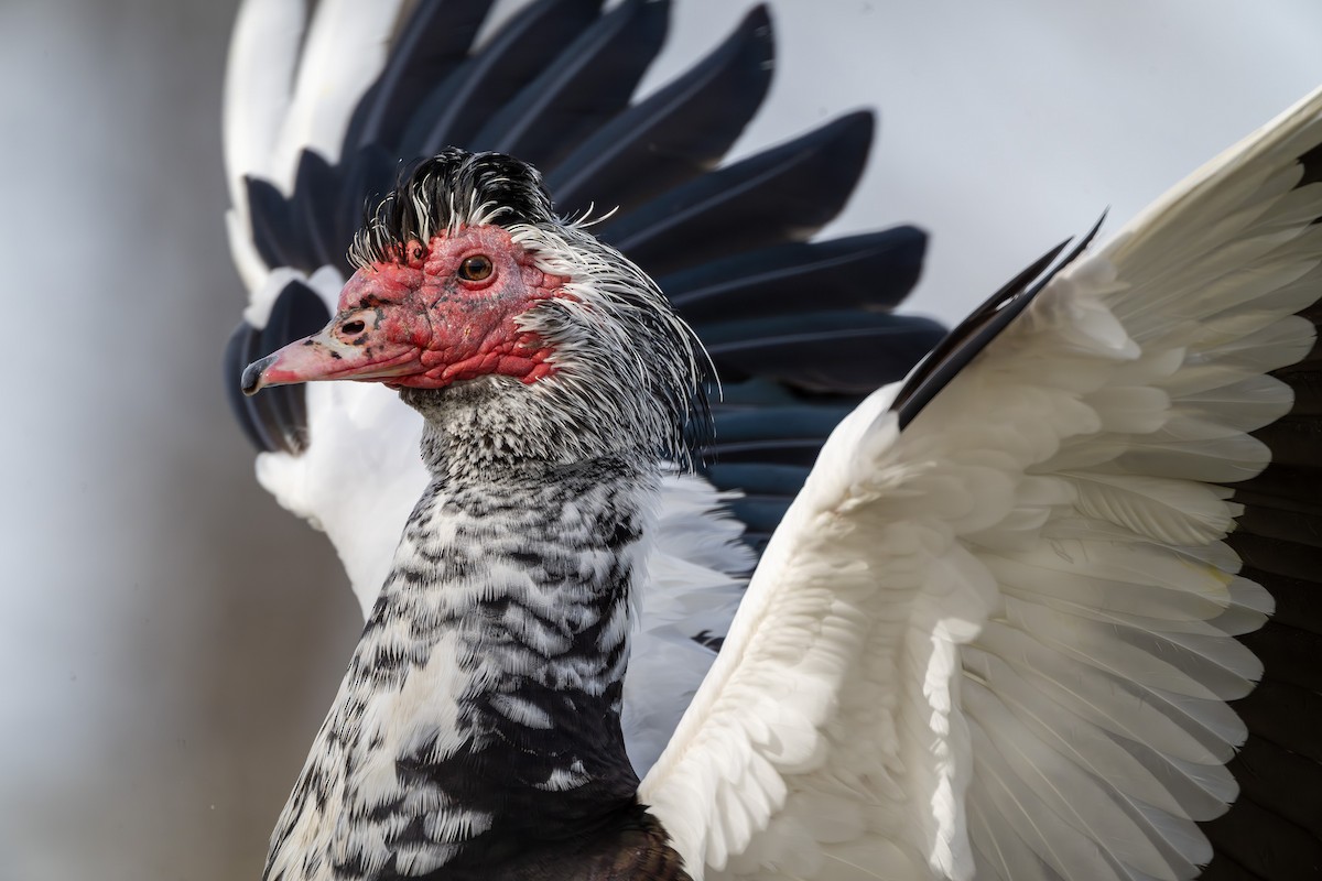 Moschusente (domestiziert) - ML632604296