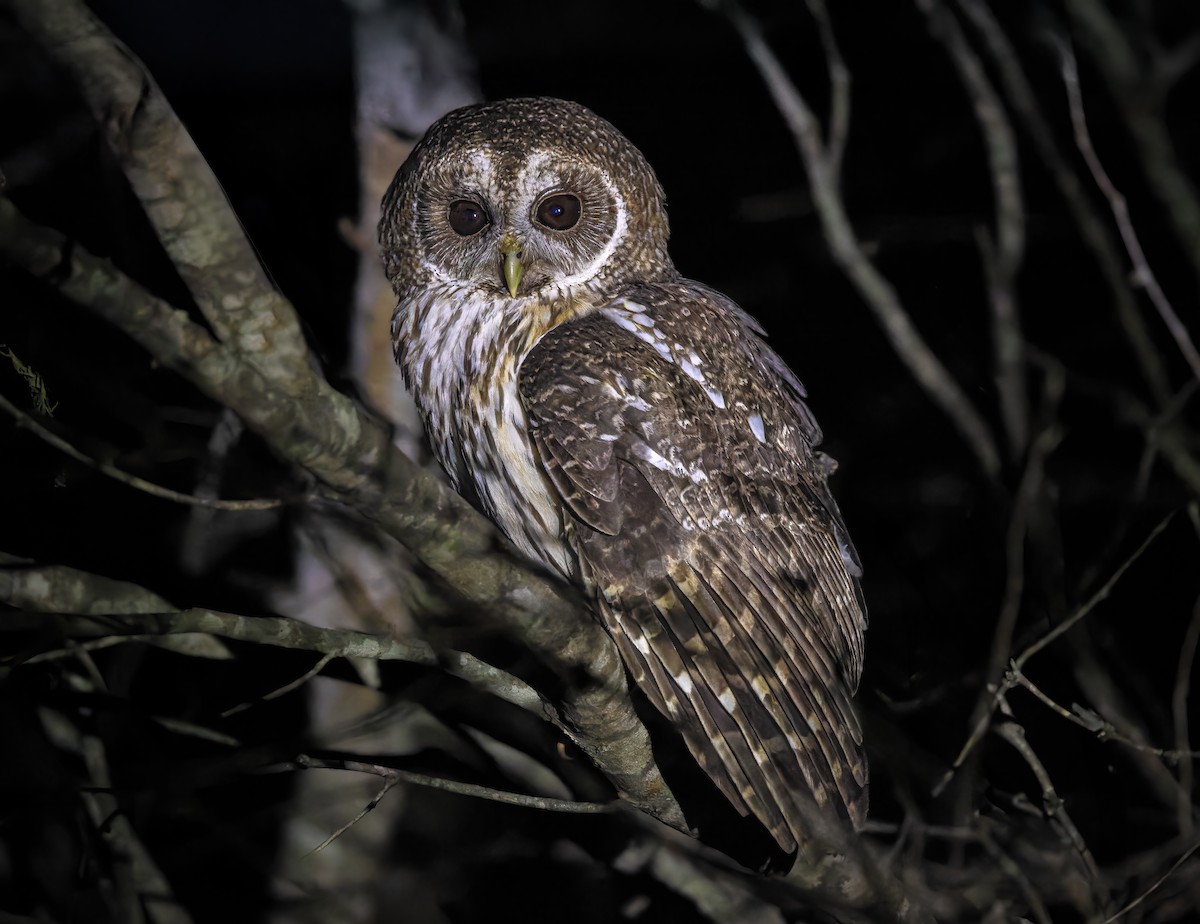 Mottled Owl - ML632604322