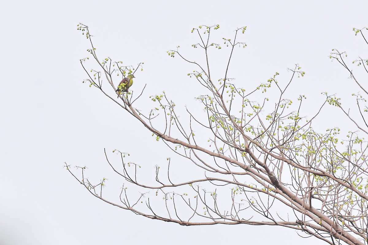 Thick-billed Green-Pigeon - ML632604350