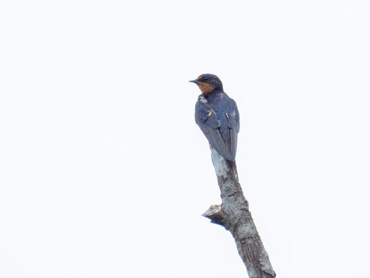 Golondrina Común - ML632604416