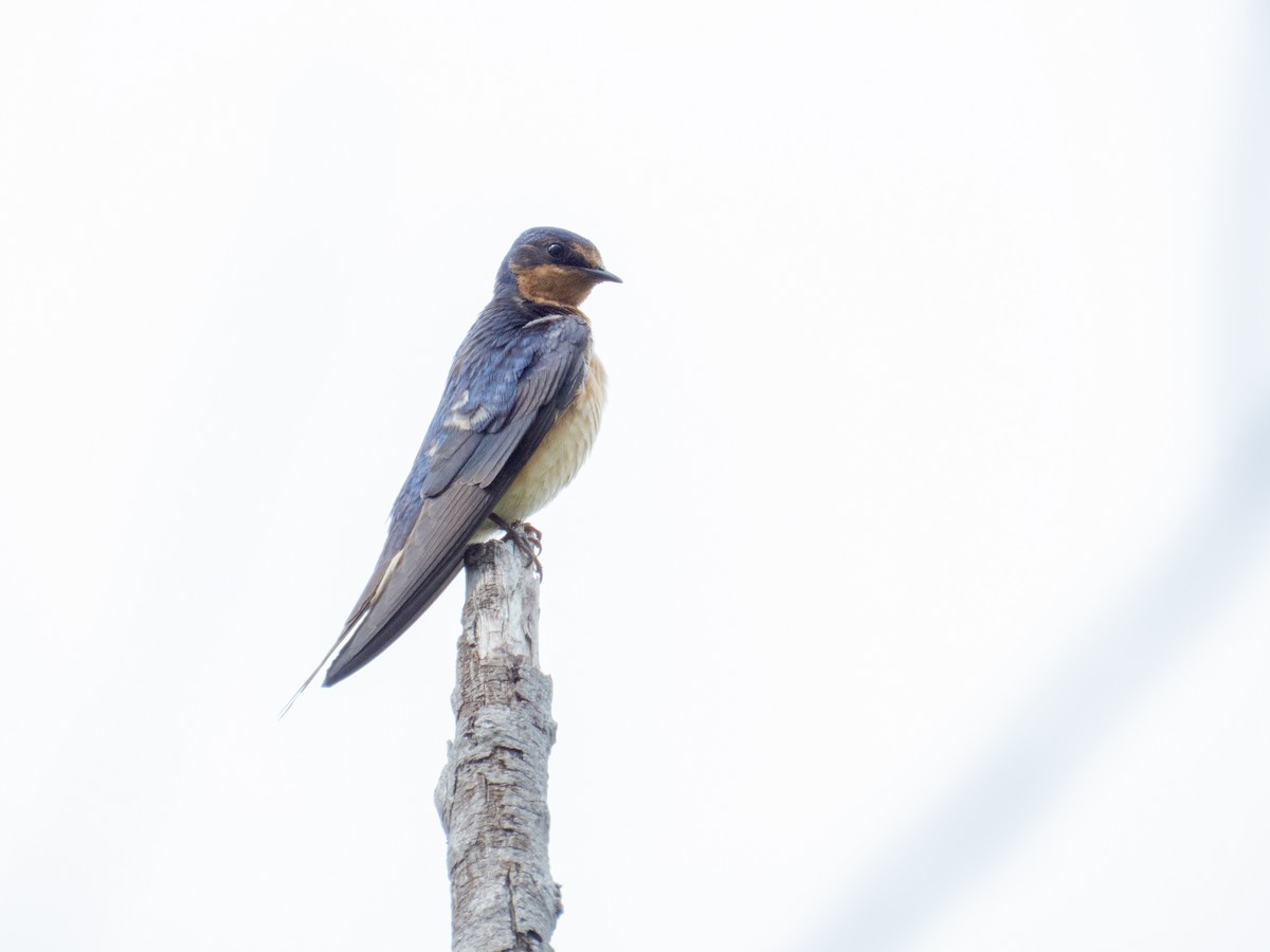 Golondrina Común - ML632604417