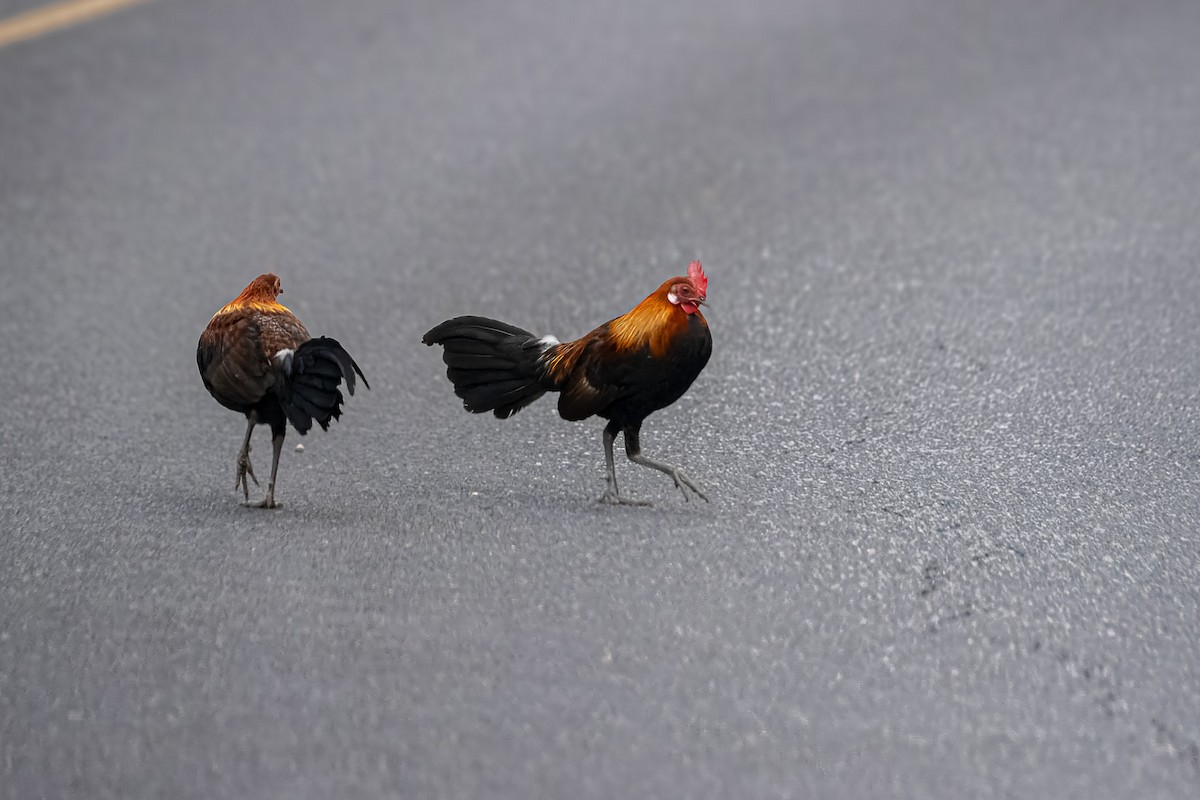 Red Junglefowl - ML632604661