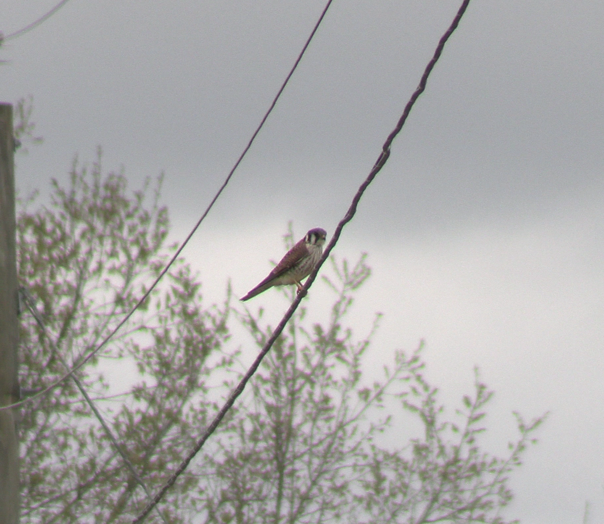 American Kestrel - ML632604704