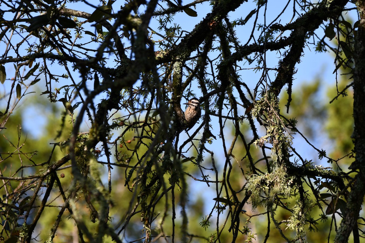 Ladder-backed Woodpecker - ML632604709