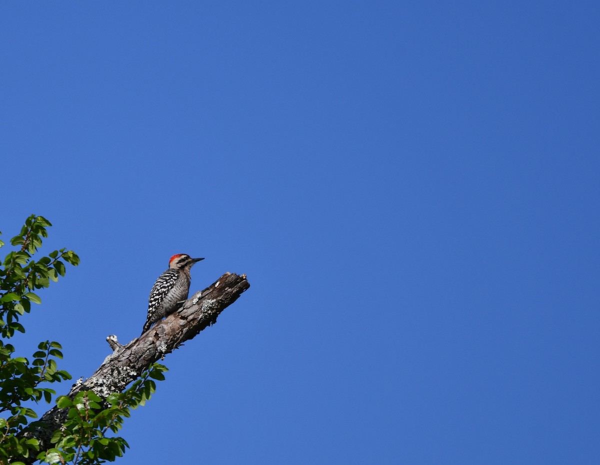 Ladder-backed Woodpecker - ML632604719
