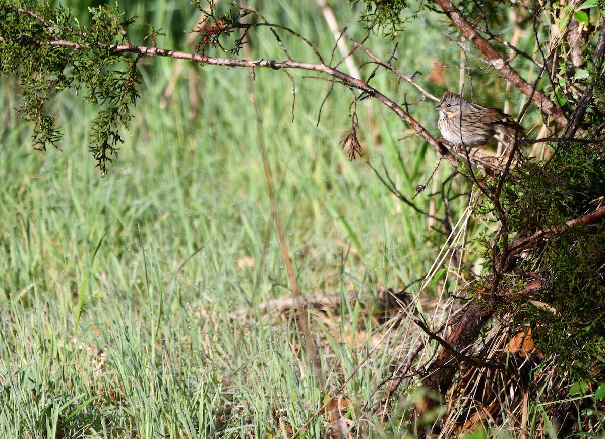 Lincoln's Sparrow - ML632604727