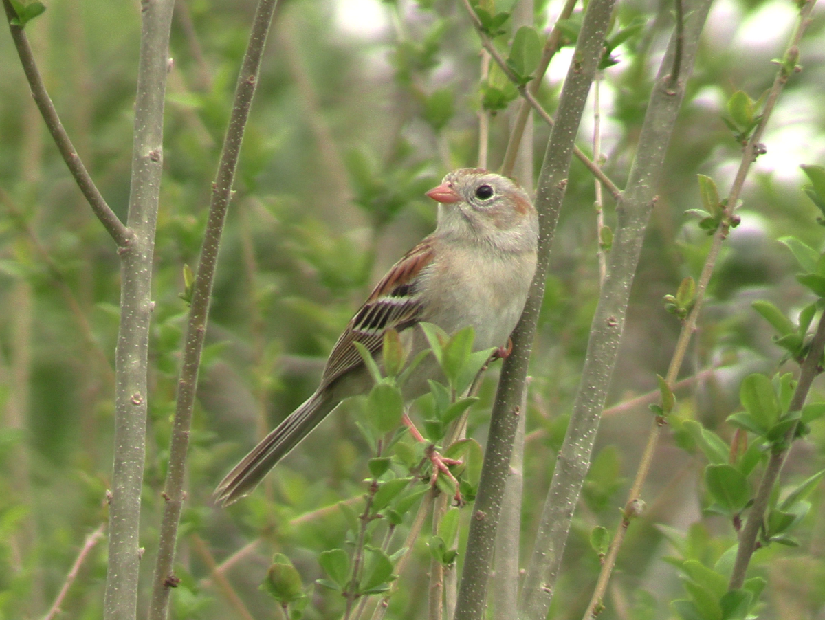Field Sparrow - ML632604733