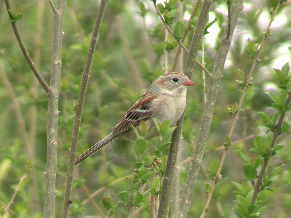 Field Sparrow - ML632604734