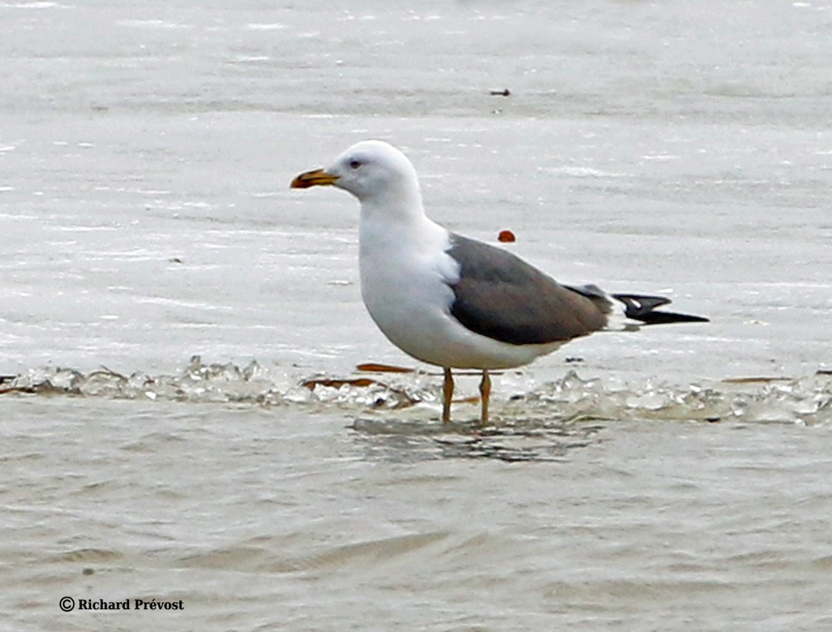 小黑背鷗 - ML632604761