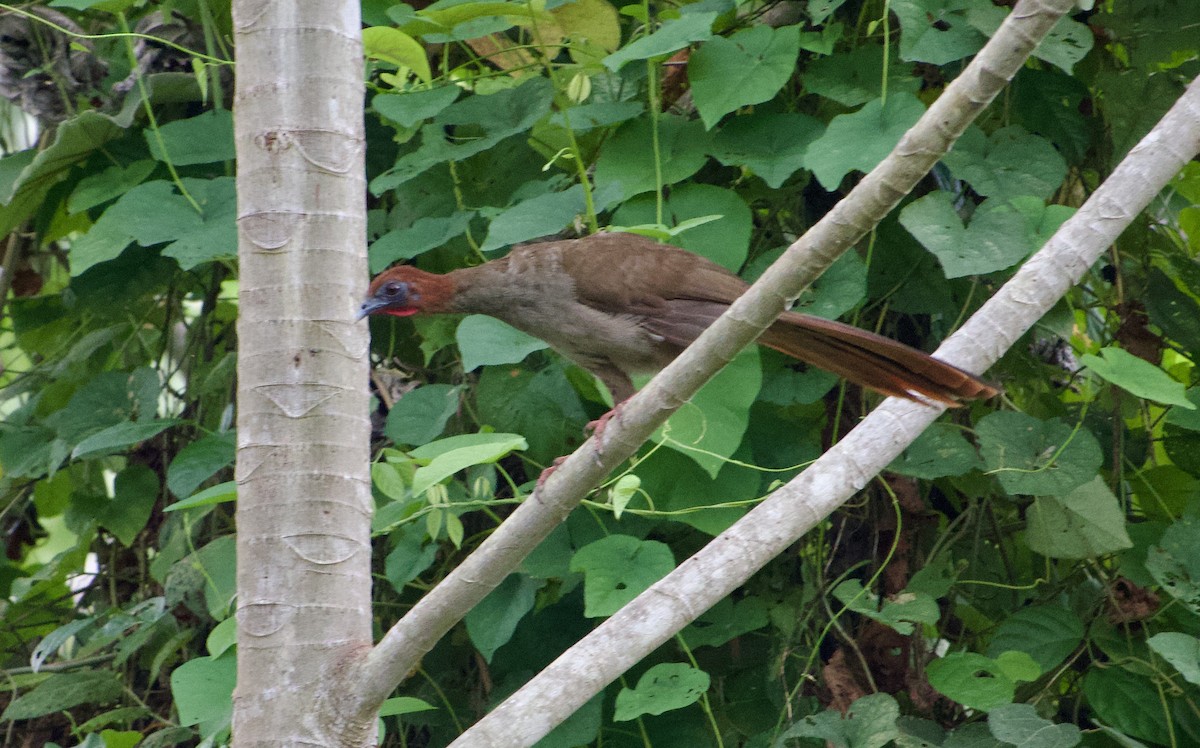 Variable Chachalaca - ML632604794