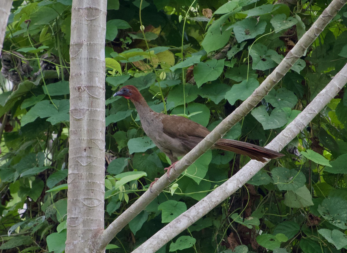 Variable Chachalaca - ML632604795