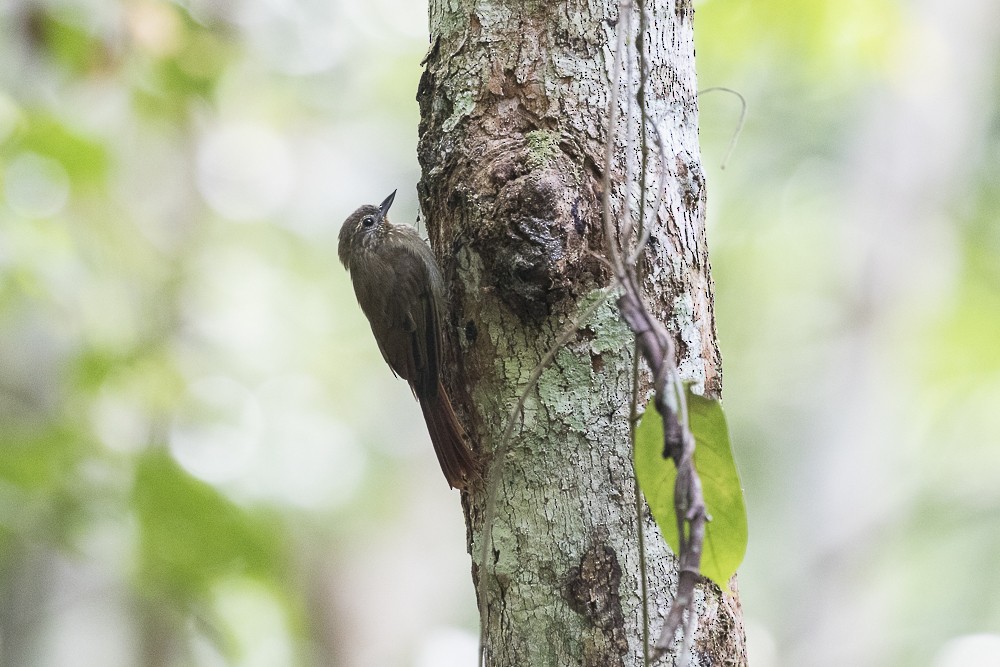 Wedge-billed Woodcreeper - ML63260481