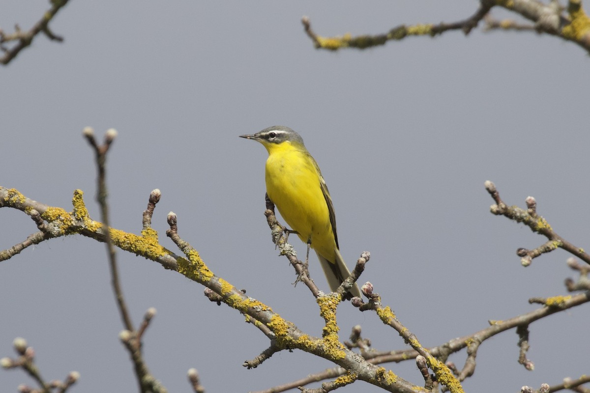 Western Yellow Wagtail (flava) - ML632604813