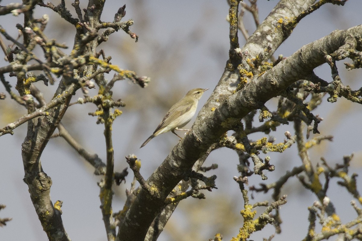 Willow Warbler - ML632604835