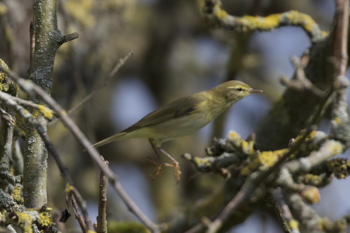 Willow Warbler - ML632604836