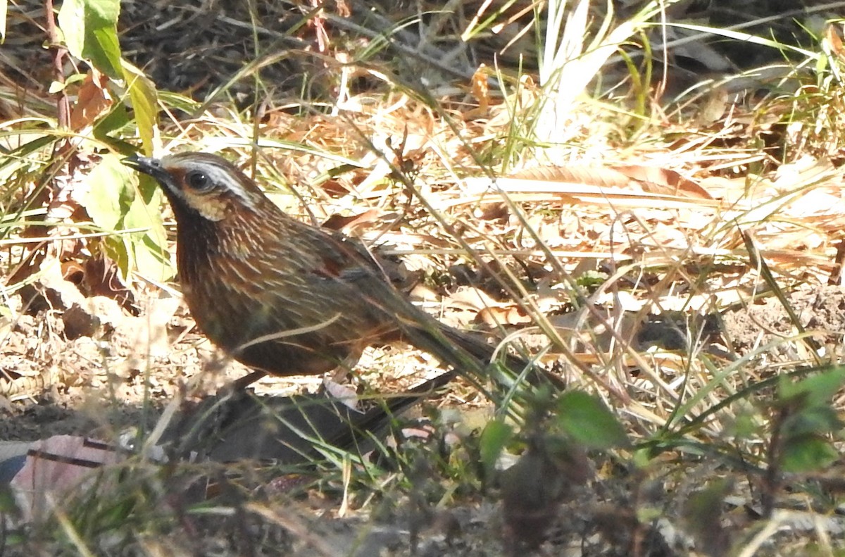 Striped Laughingthrush - ML632604908