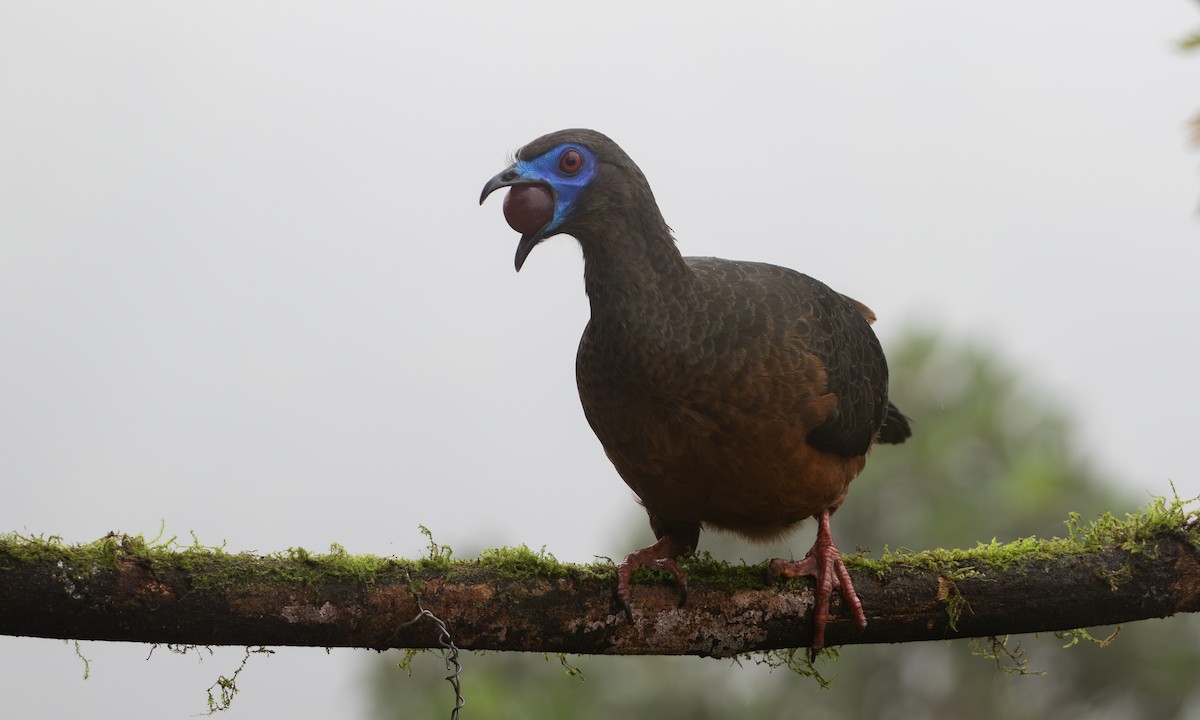 Sickle-winged Guan - ML632604940