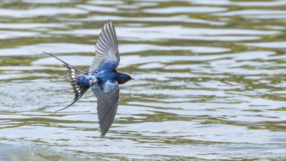 Golondrina Común - ML632604996
