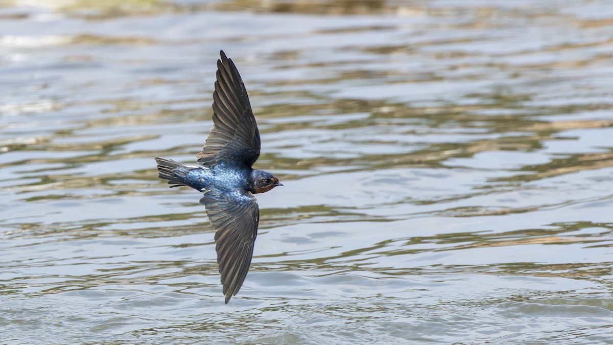 Golondrina Común - ML632604998