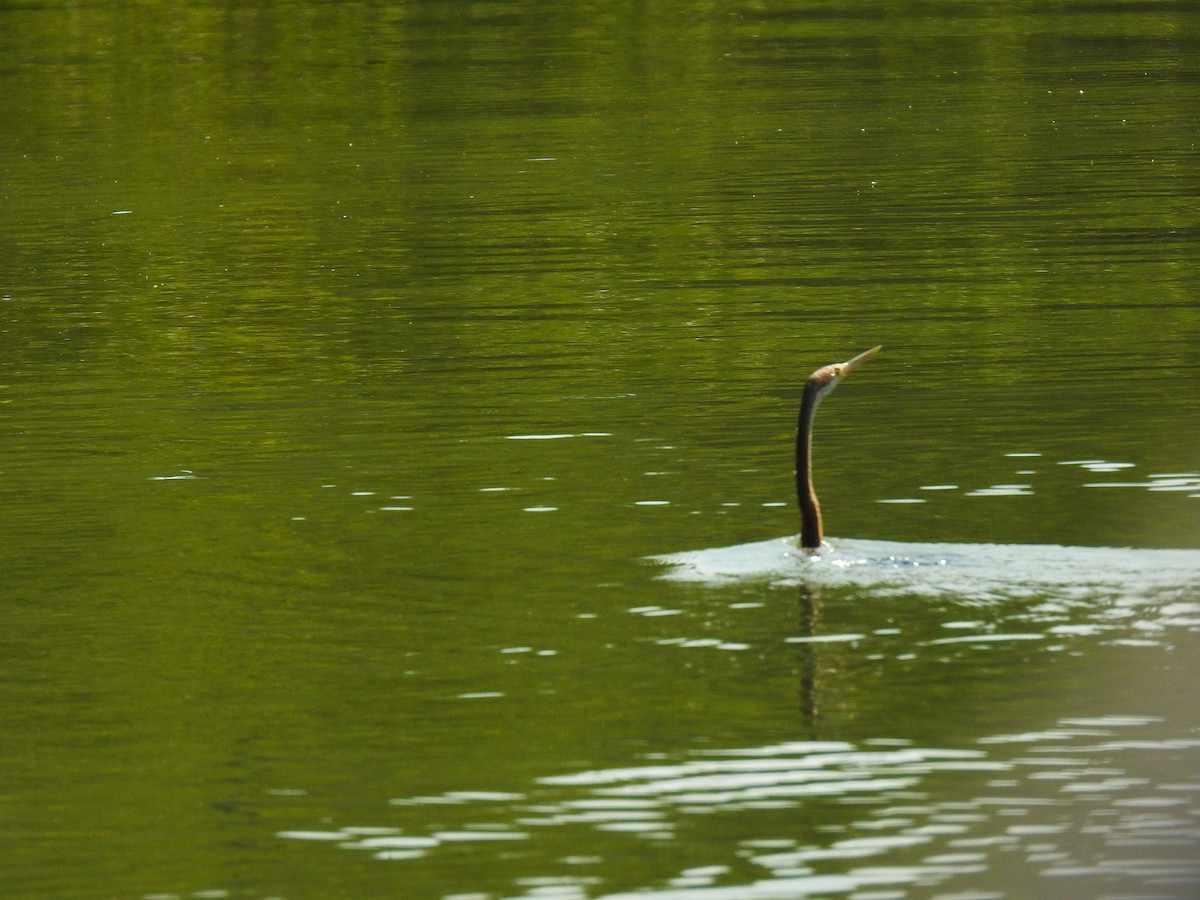 African Darter - Nani Sainz