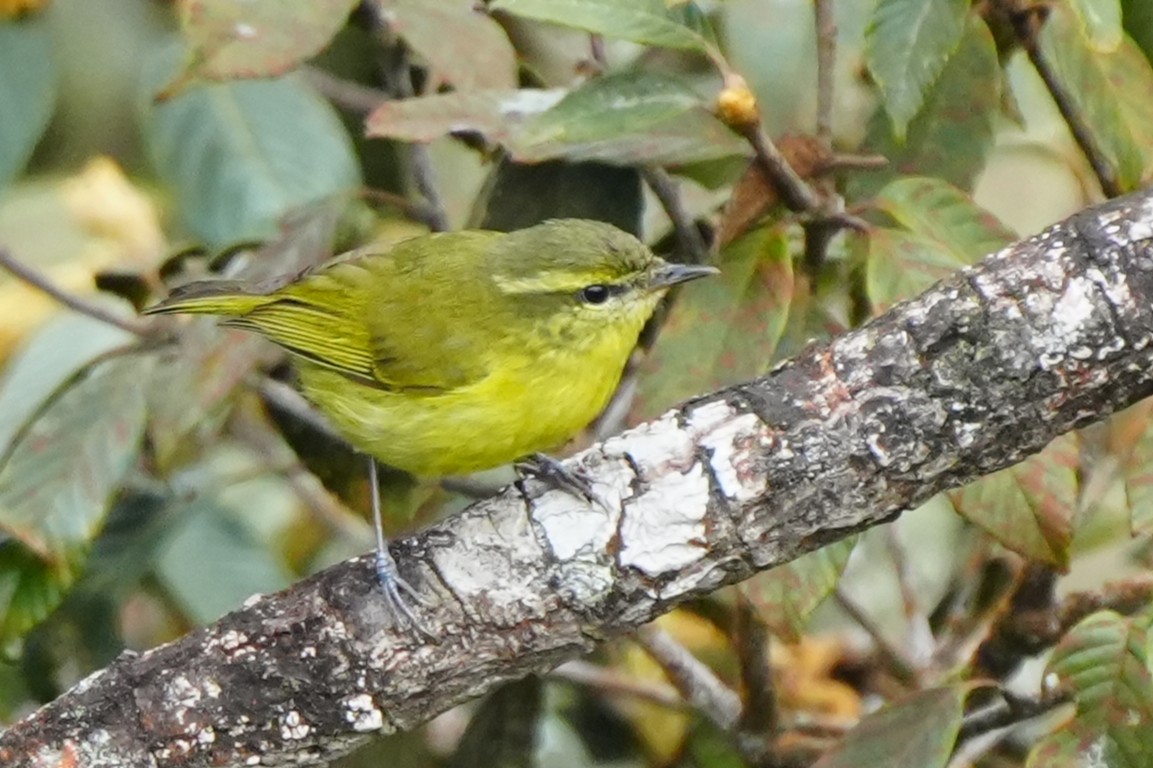 Negros Leaf Warbler - ML632605184