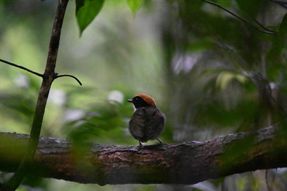 Black-cheeked Gnateater - ML632605197