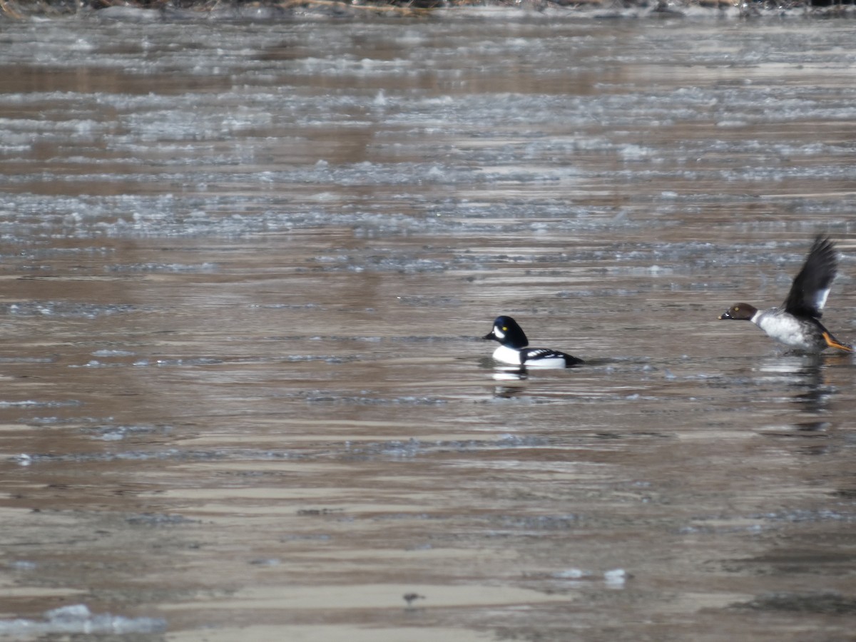 Barrow's Goldeneye - ML632605357
