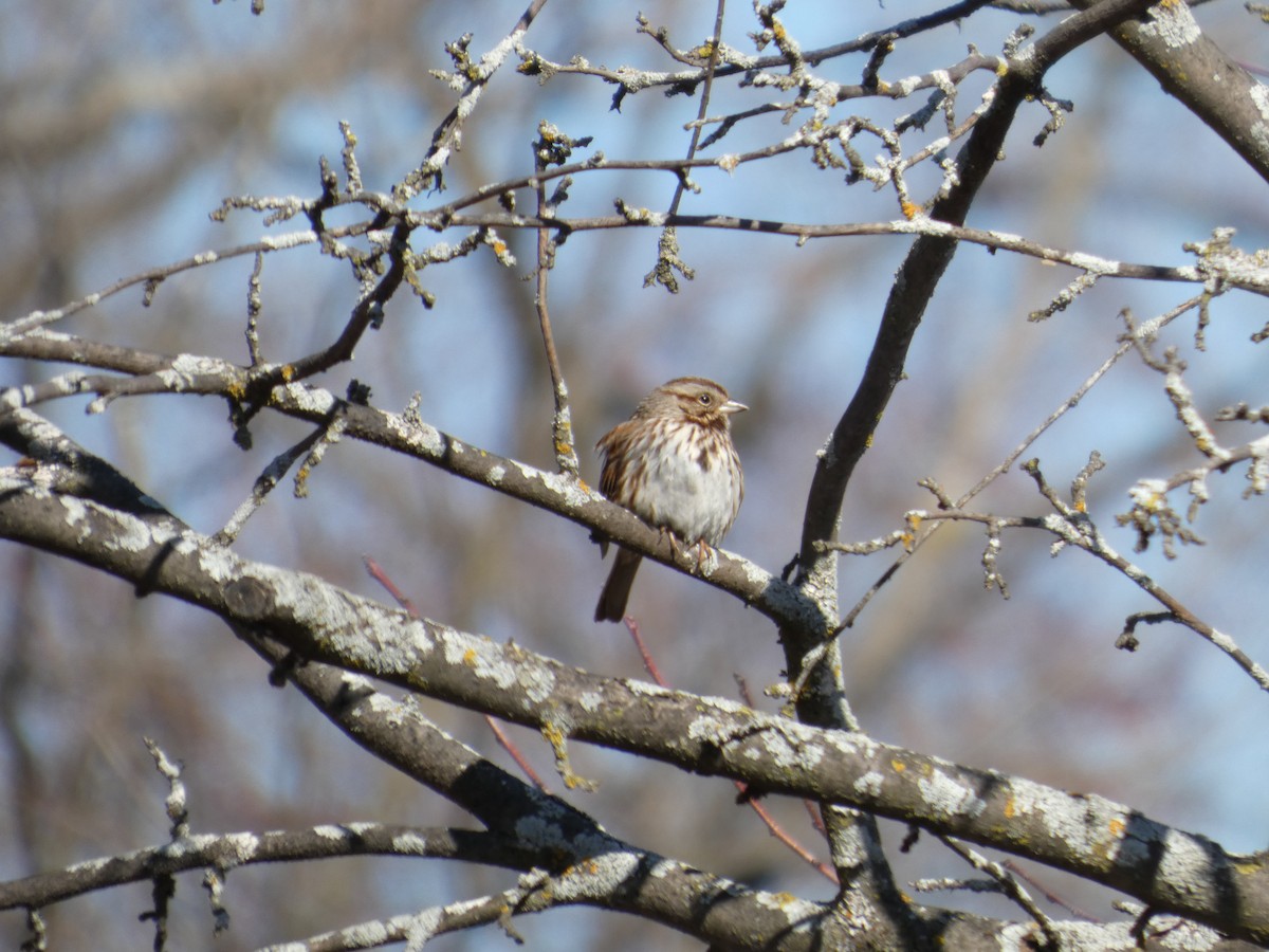 Song Sparrow - ML632605445