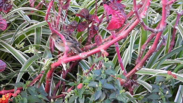 Ethiopian Cisticola - ML632605477
