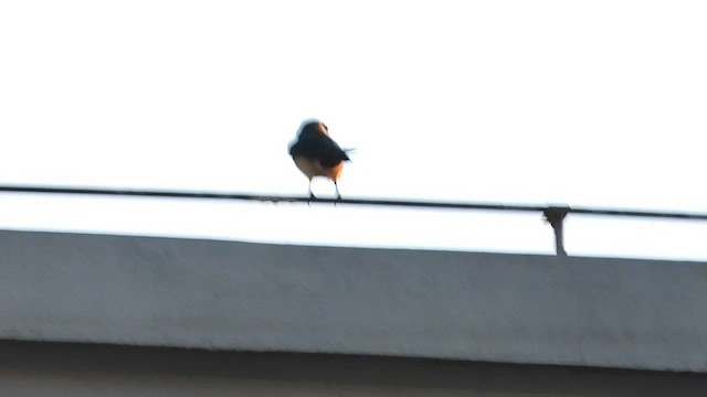 African Red-rumped Swallow - ML632605481