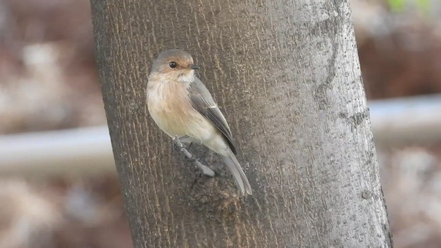 African Dusky Flycatcher - ML632605499