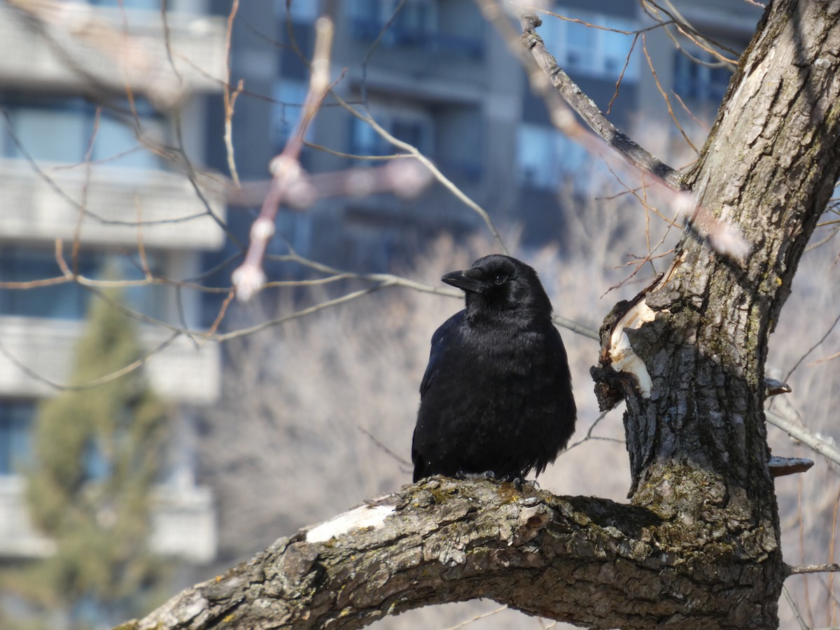 American Crow - ML632605513