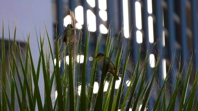 Baglafecht Weaver - ML632605517