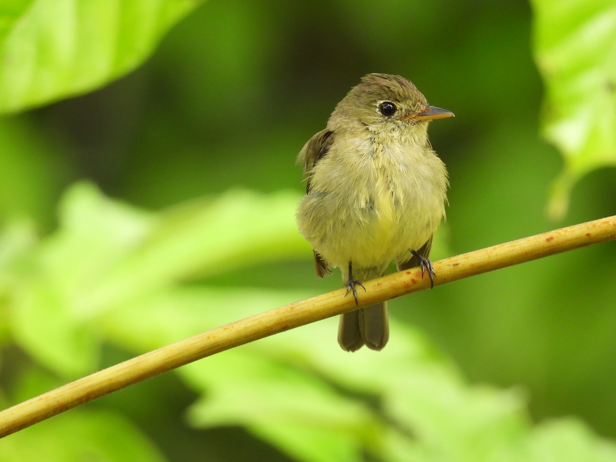 Yellow-bellied Flycatcher - ML632605570