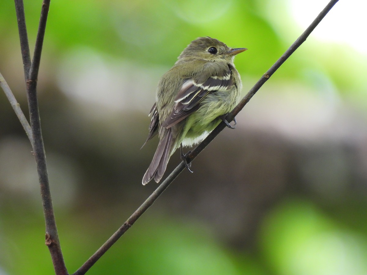 Yellow-bellied Flycatcher - ML632605571
