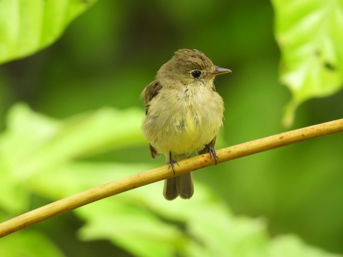 Yellow-bellied Flycatcher - ML632605573