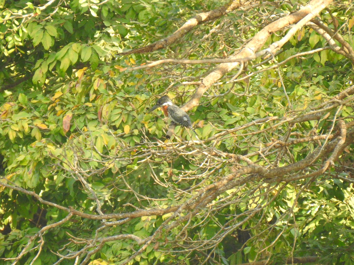 Giant Kingfisher - ML632605600