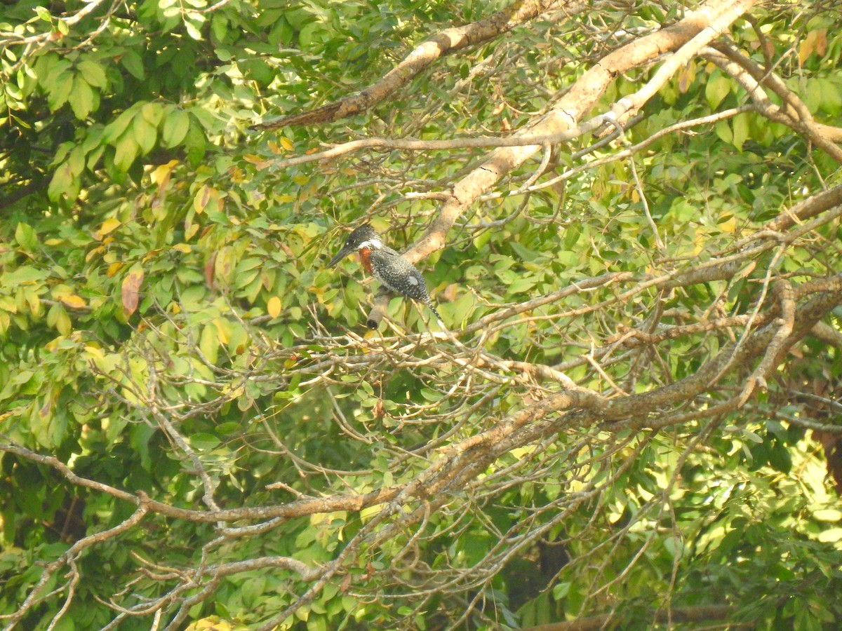 Giant Kingfisher - ML632605601