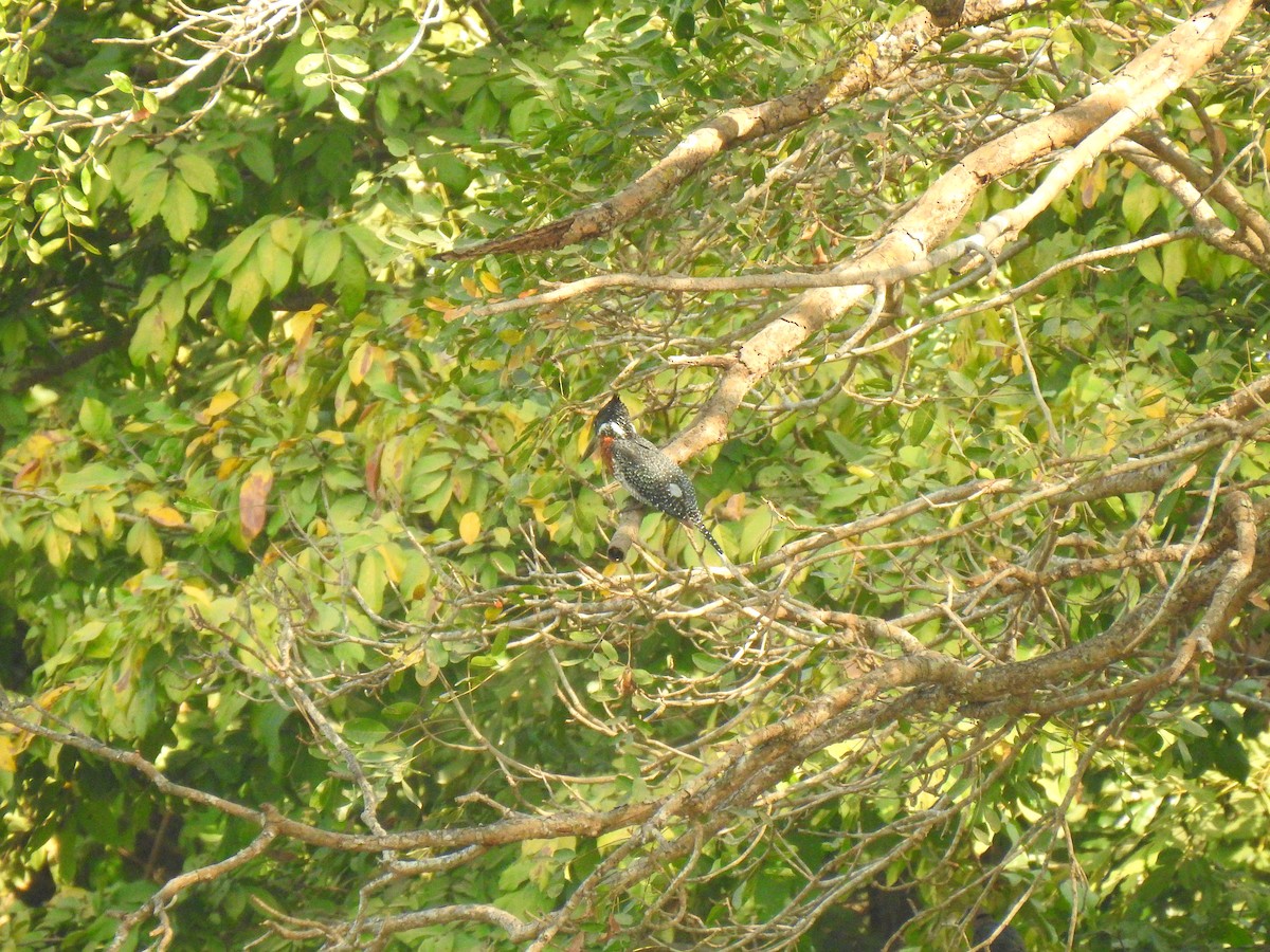 Giant Kingfisher - ML632605602
